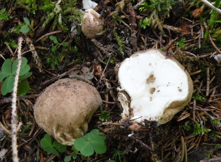 Lycoperdon dal Trentino
